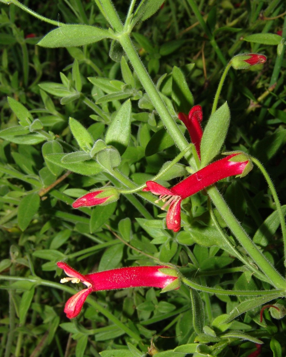 SCROPH Galvezia speciosa ChannelIsl SanDiegoBG EncinitasCA 03.jpg