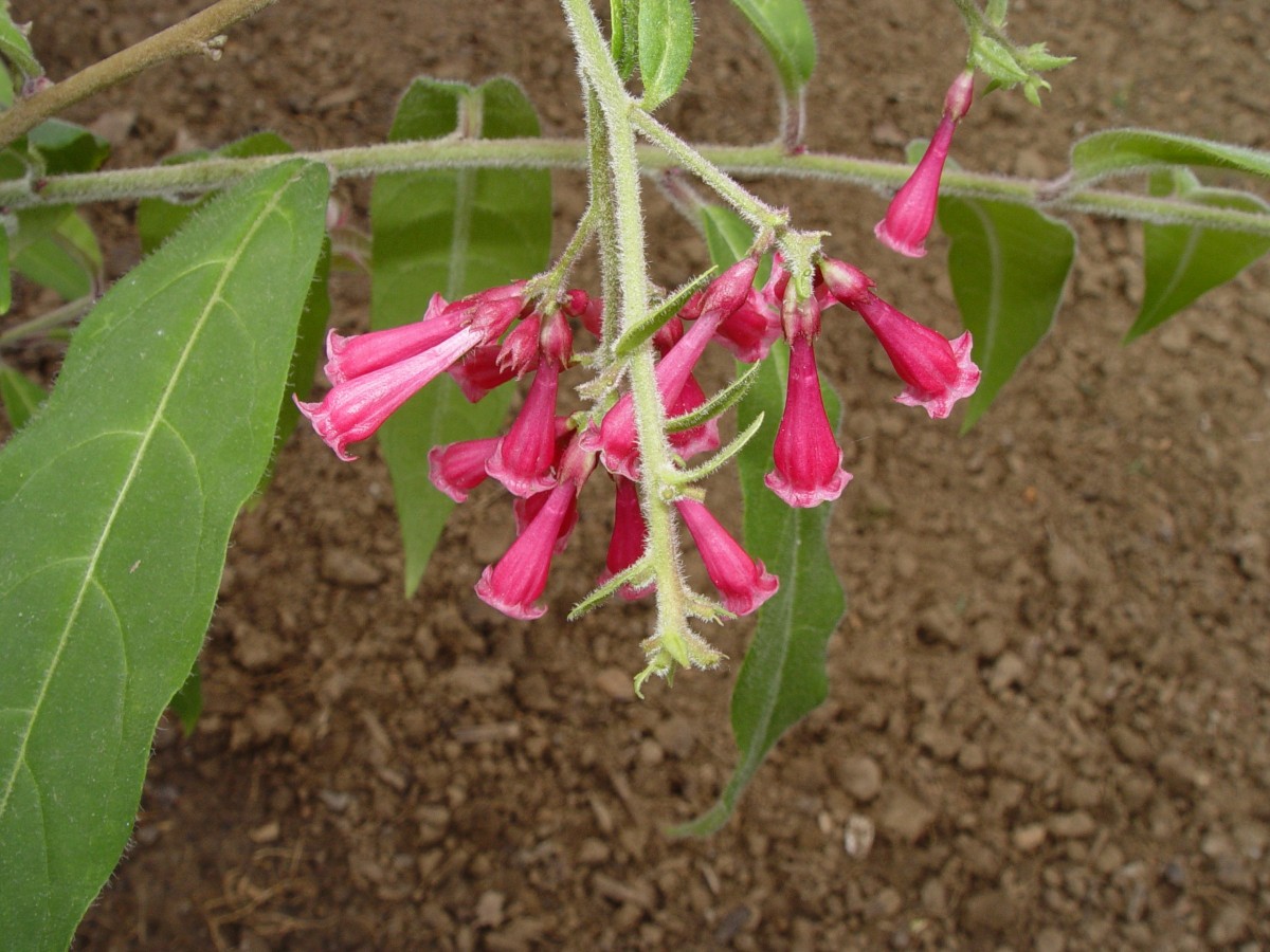 SOLAN Cestrum elegans BotMZ F2.JPG