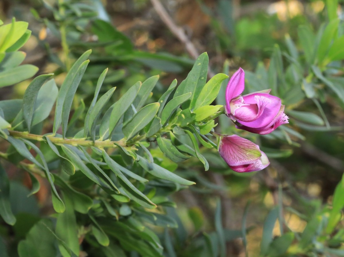 k-Polygala_02.jpg