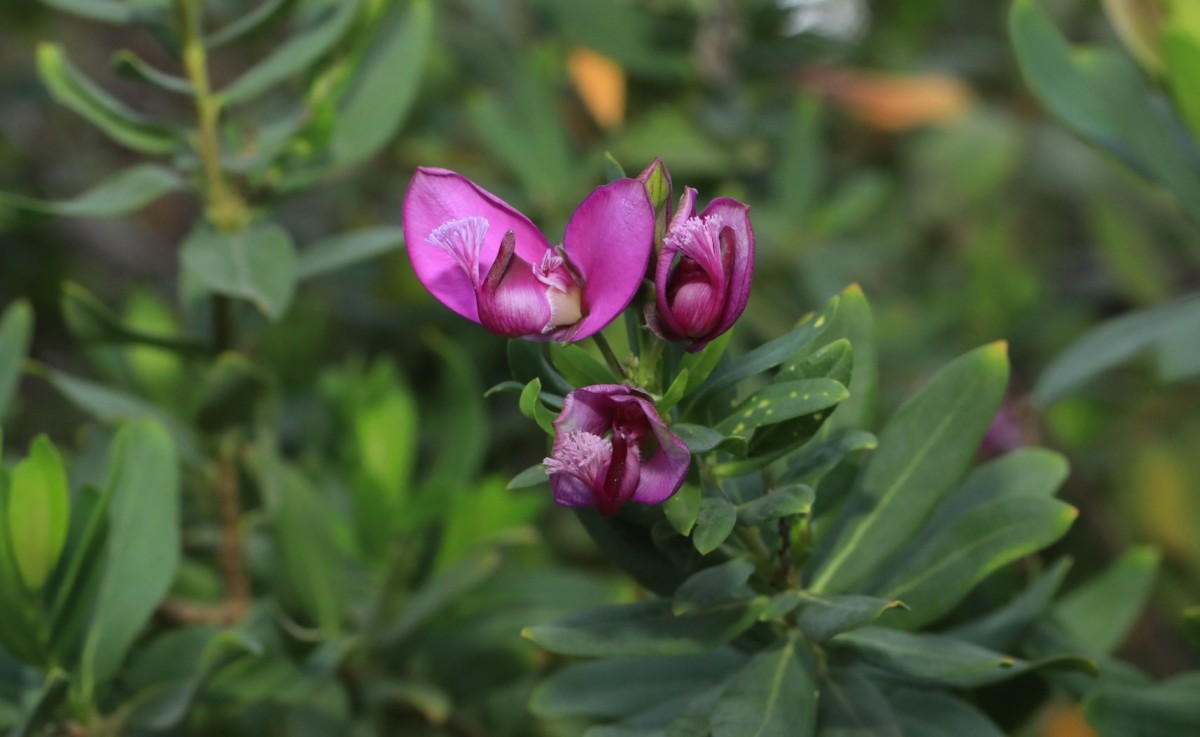 k-Polygala_03.jpg