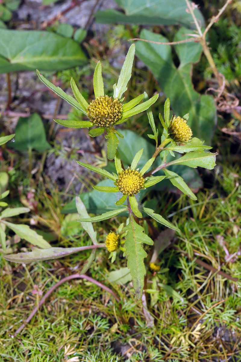 Bidens radiata Großhartmannsdorf SN Großteich A02.jpg