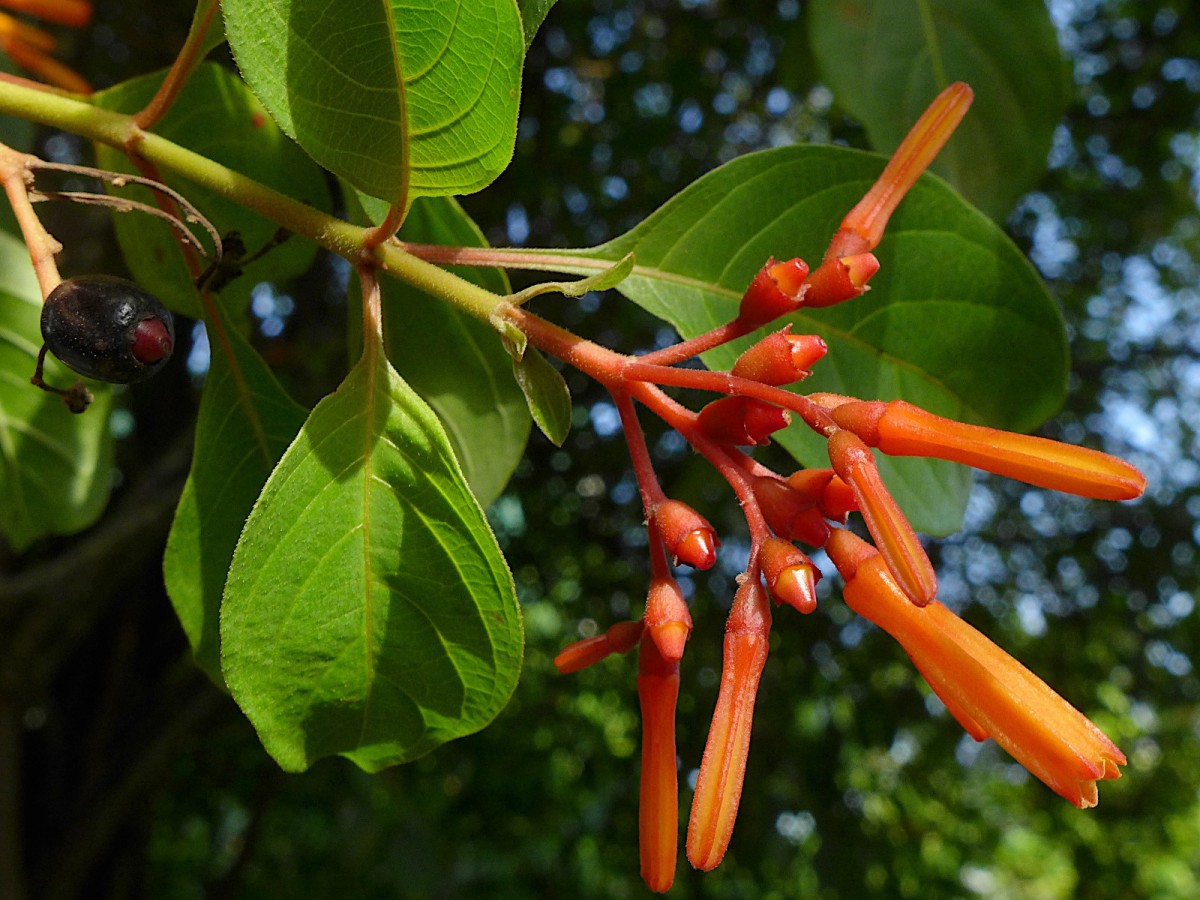 Hamelia patens.jpg (577.99 KiB) 90 mal betrachtet Hamelia patens.jpg