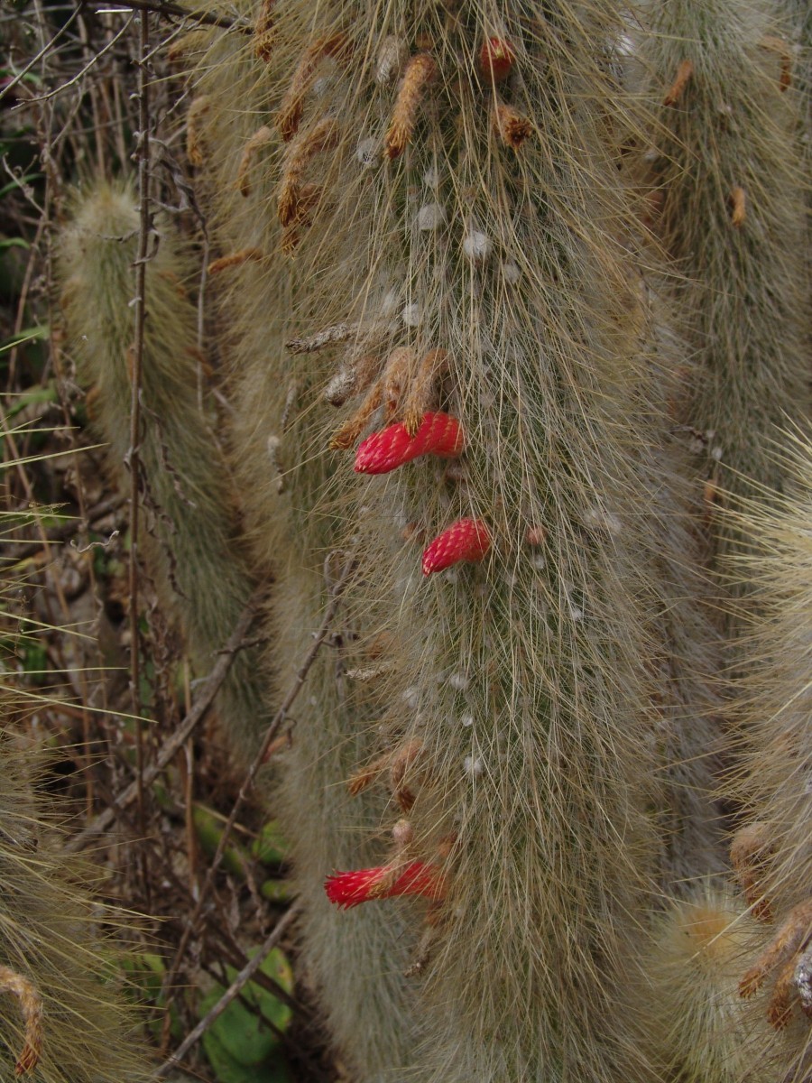 CACT 03 FullertonArbor Anaheim G3.jpg