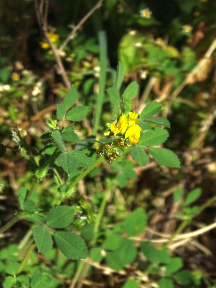 DSC01384 - Kopie.JPG