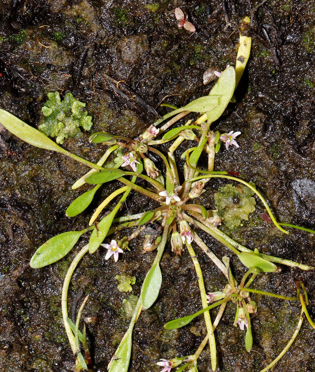 Limosella aquatica Großhartmannsdorf SN Großteich A01.jpg