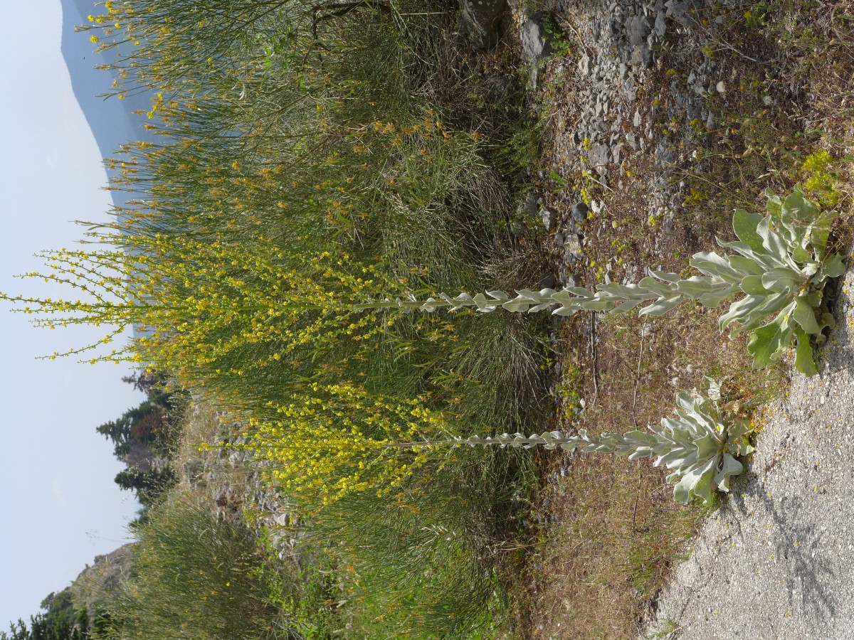 P2220899_GR,Peloponnes,NNO Levidi (144).JPG