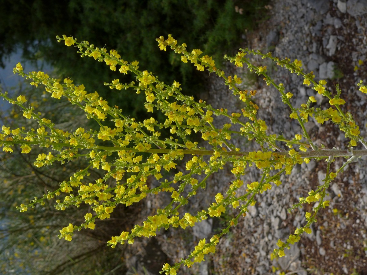 P2220899_GR,Peloponnes,NNO Levidi (146).JPG