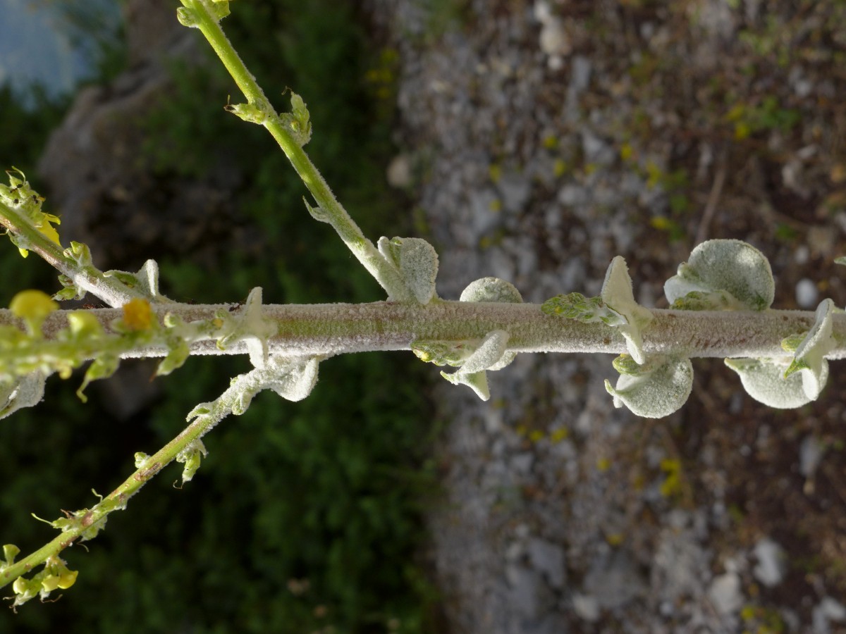 P2220899_GR,Peloponnes,NNO Levidi (155).JPG