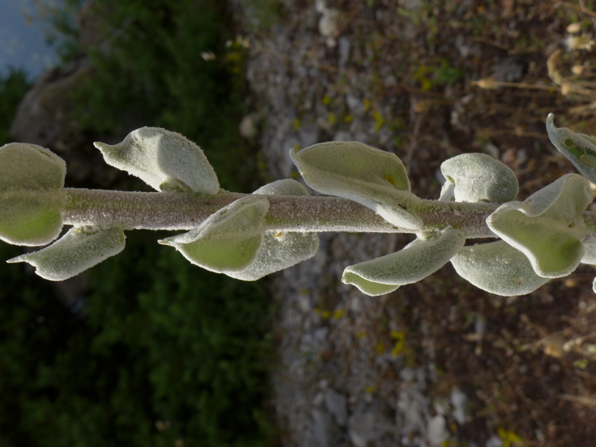 P2220899_GR,Peloponnes,NNO Levidi (156).JPG