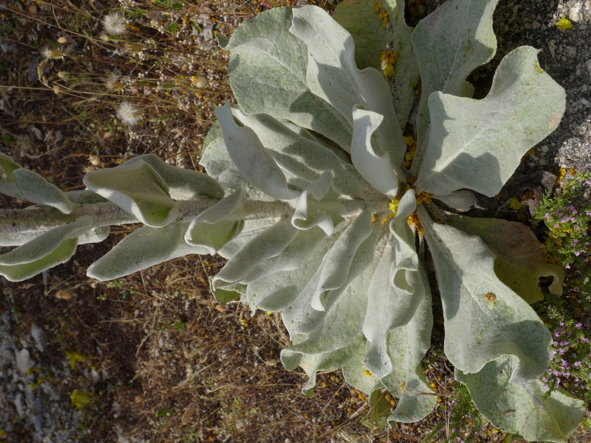 P2220899_GR,Peloponnes,NNO Levidi (157).JPG