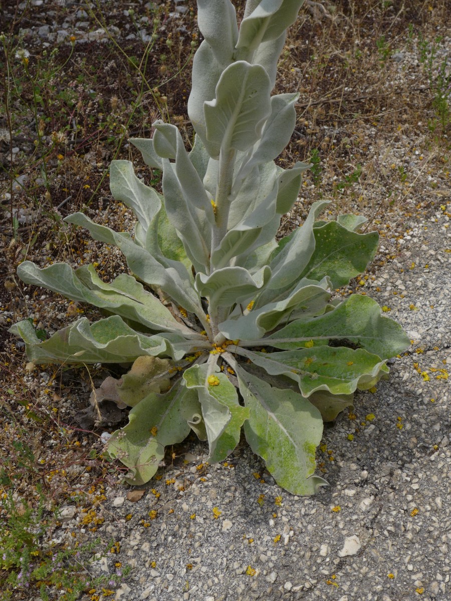 P2220899_GR,Peloponnes,NNO Levidi (159).JPG