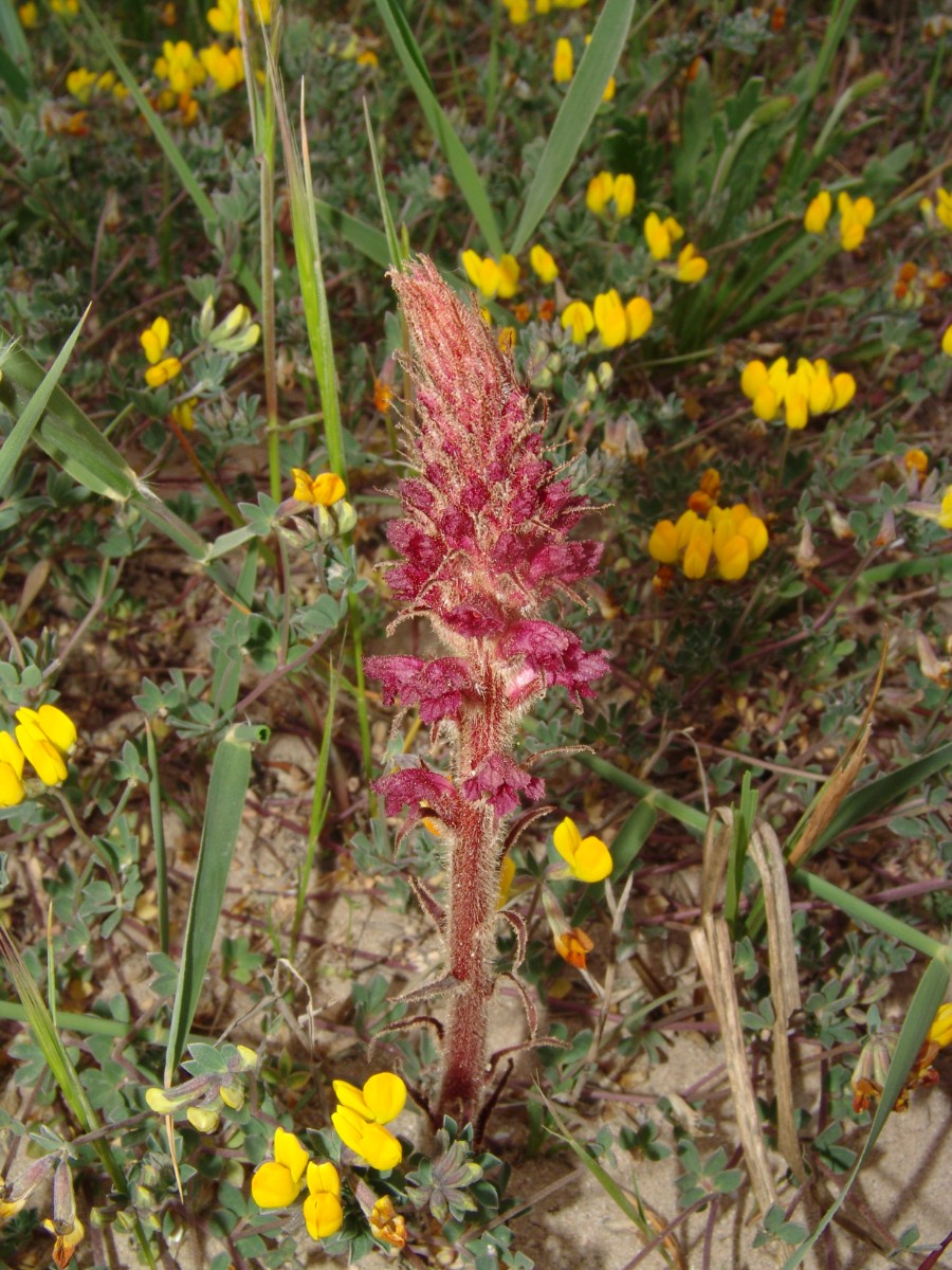 Orobanche sanguinea Ap0358 Apulien Ris TorreGuaceto 10km NW Brindisi G (02).JPG