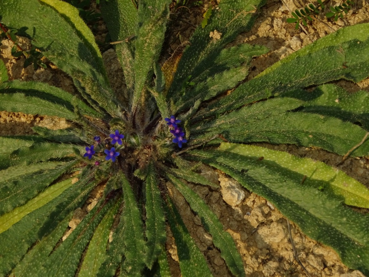 Hormuzakia aggregata.JPG