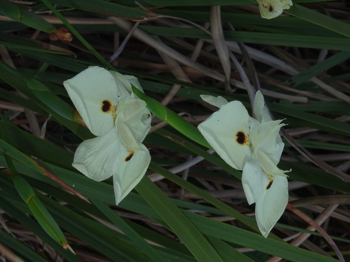 Dietes bicolor.JPG
