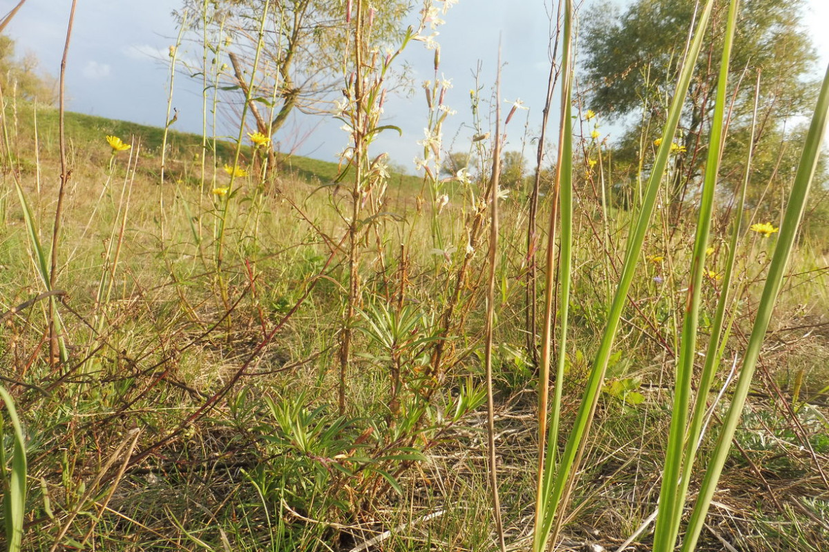 Silene tatarica Tataren-Leimkraut 1.JPG