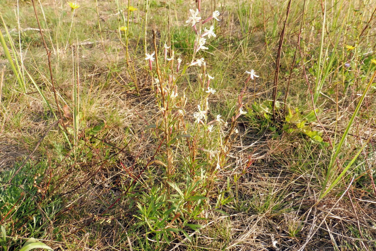 Silene tatarica Tataren-Leimkraut 2.JPG