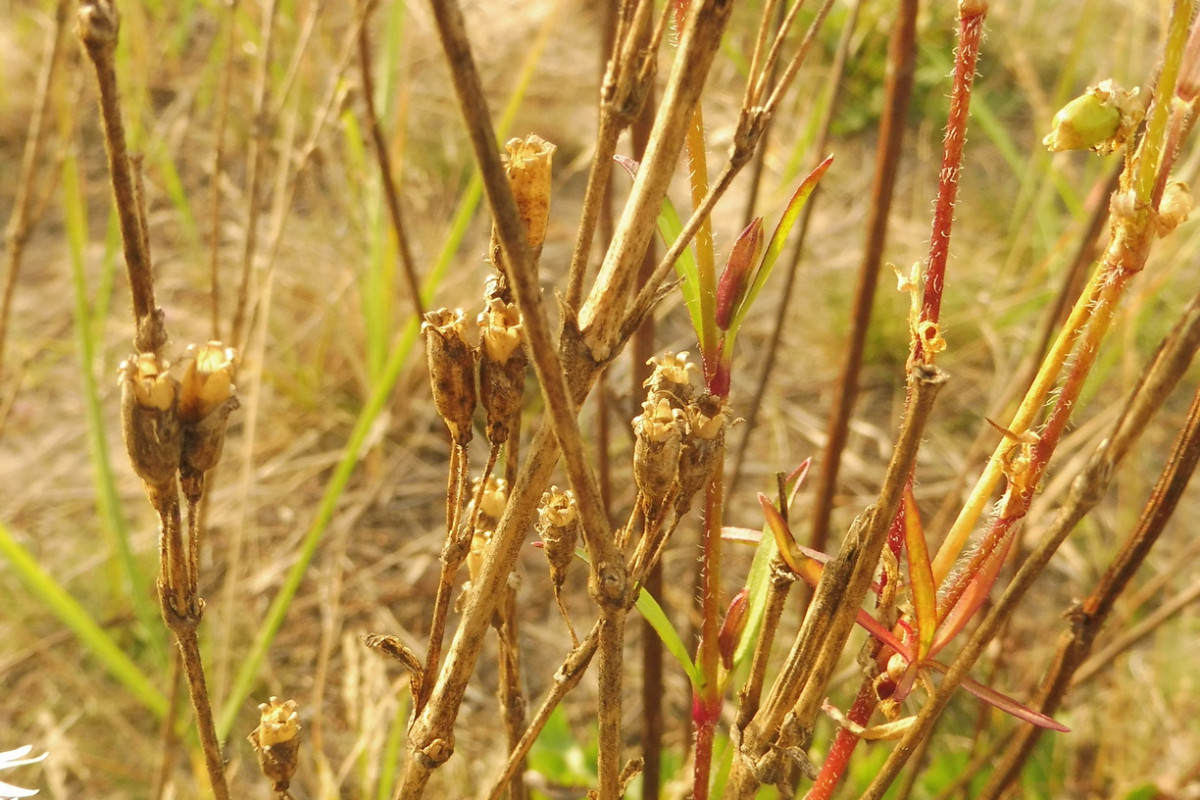 Silene tatarica Tataren-Leimkraut 3.JPG