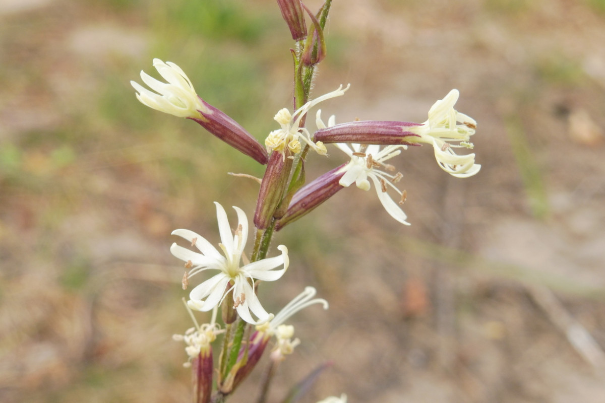 Silene tatarica Tataren-Leimkraut 4.JPG