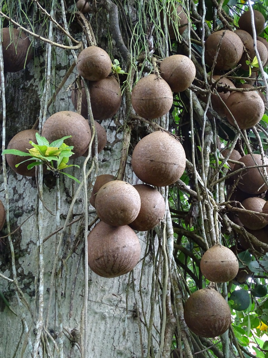 Couroupita guianensis CostaRica Turrialba CATIE G (18).JPG