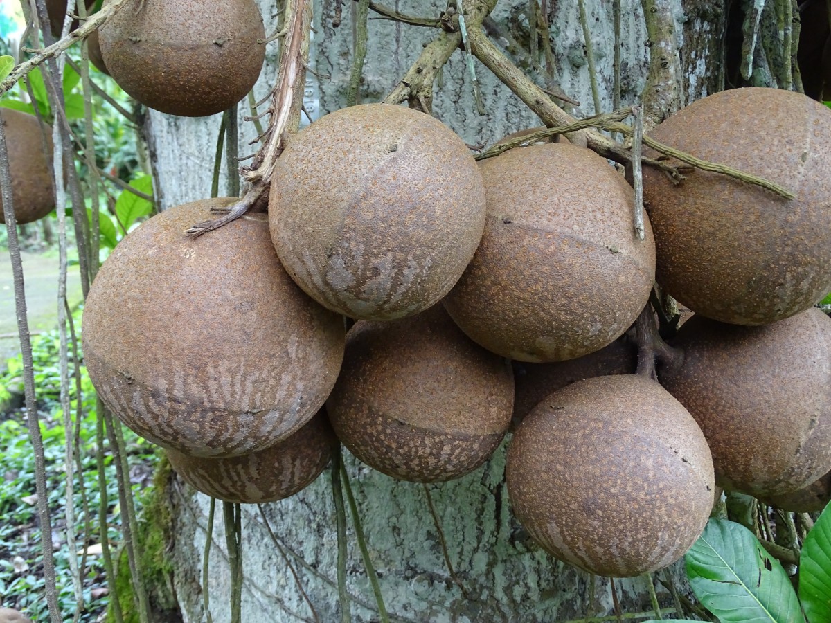 Couroupita guianensis CostaRica Turrialba CATIE G (21).JPG