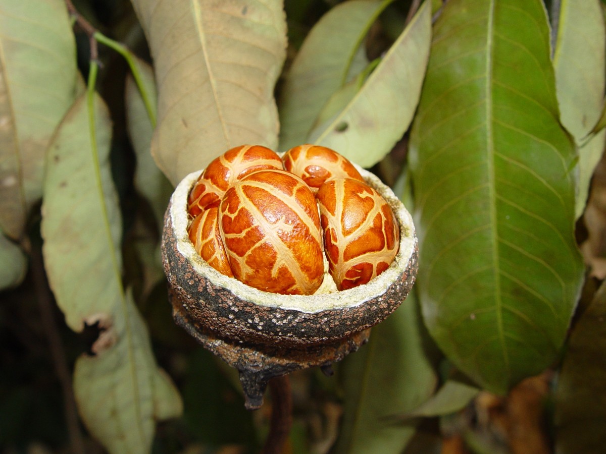 Eschweilera cf decolorans Lecythid 3 Rte de Belizon.JPG