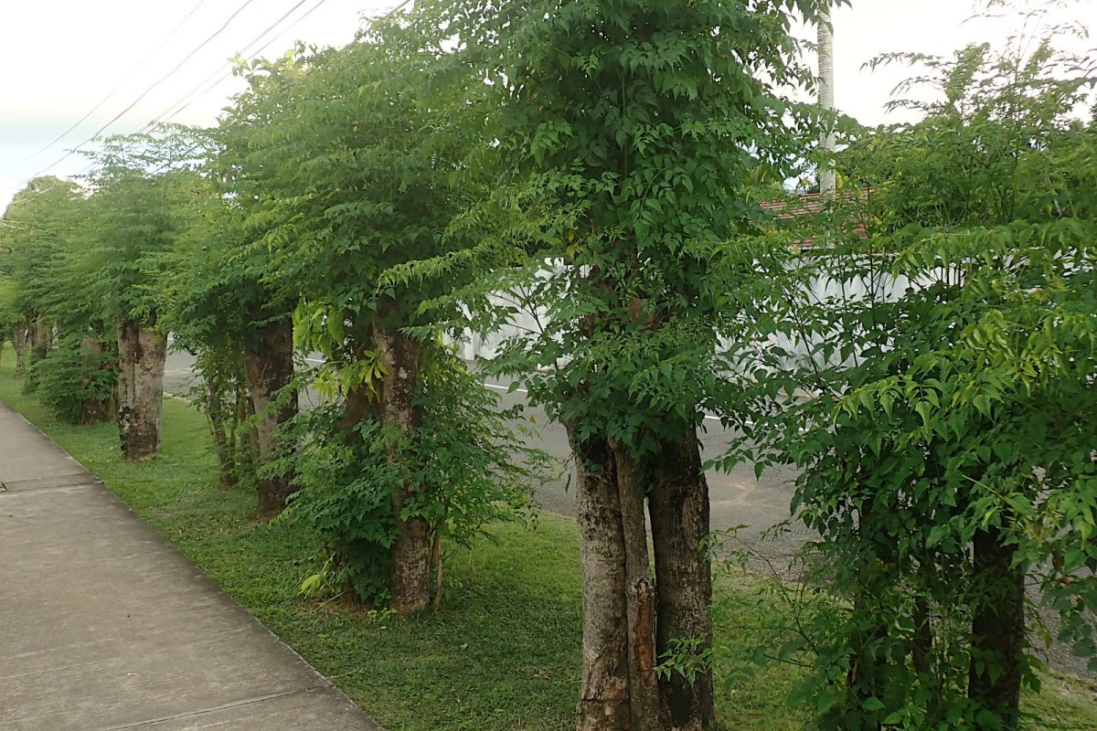 Millingtonia hortensis-h.jpg