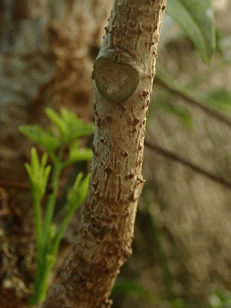 Millingtonia hortensis-g.jpg