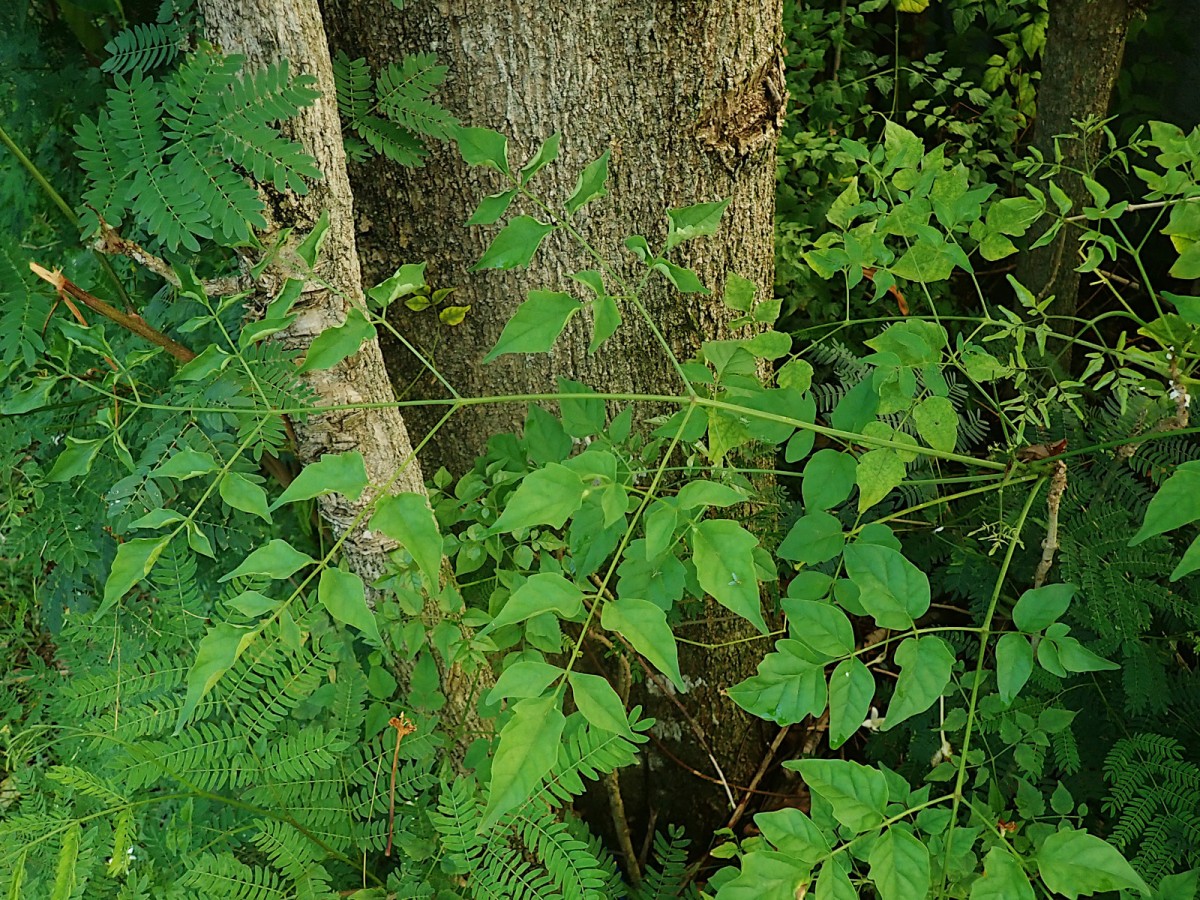 Millingtonia hortensis-e.jpg