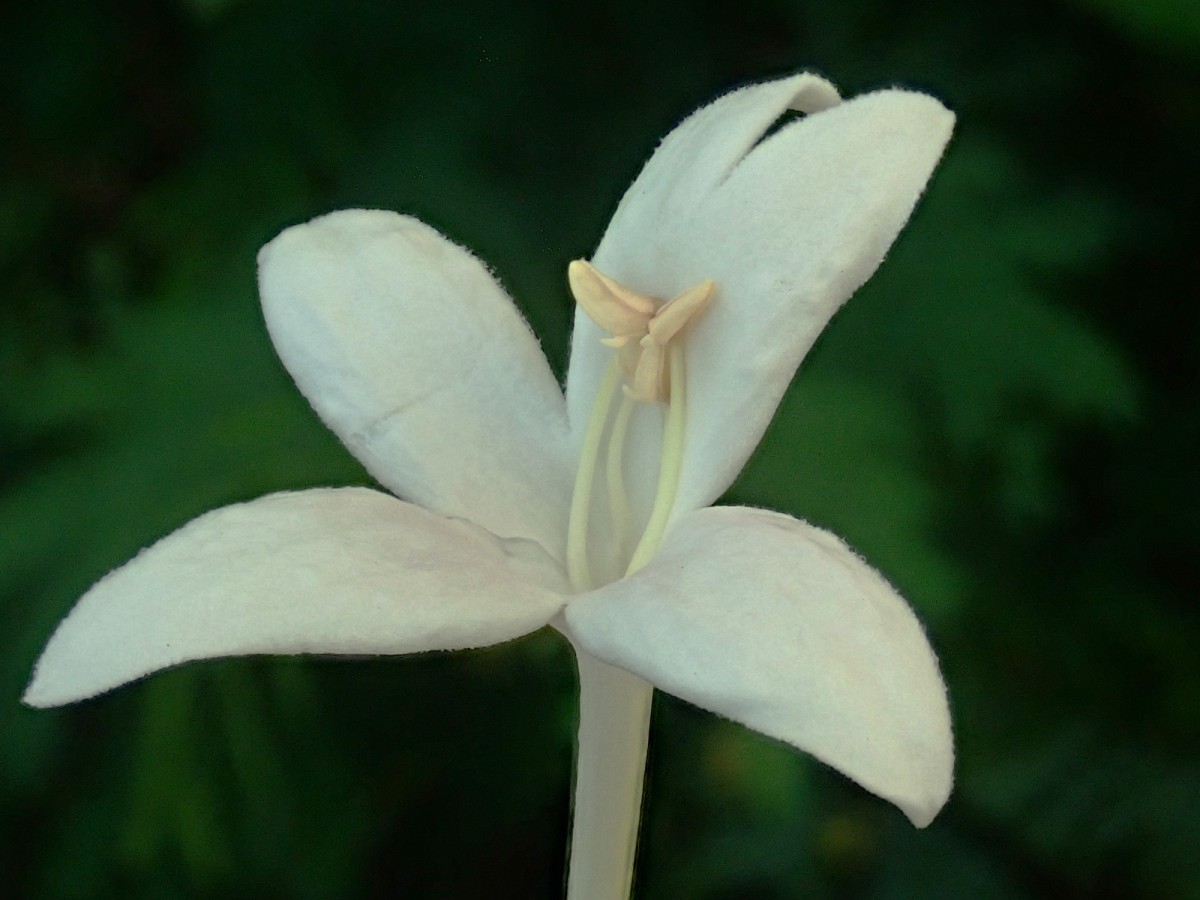 Millingtonia hortensis-d.jpg