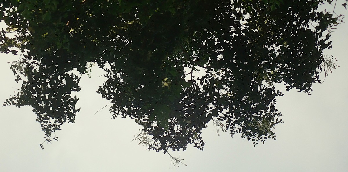 Millingtonia hortensis-c.jpg