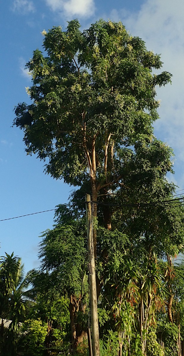 Millingtonia hortensis-a.jpg