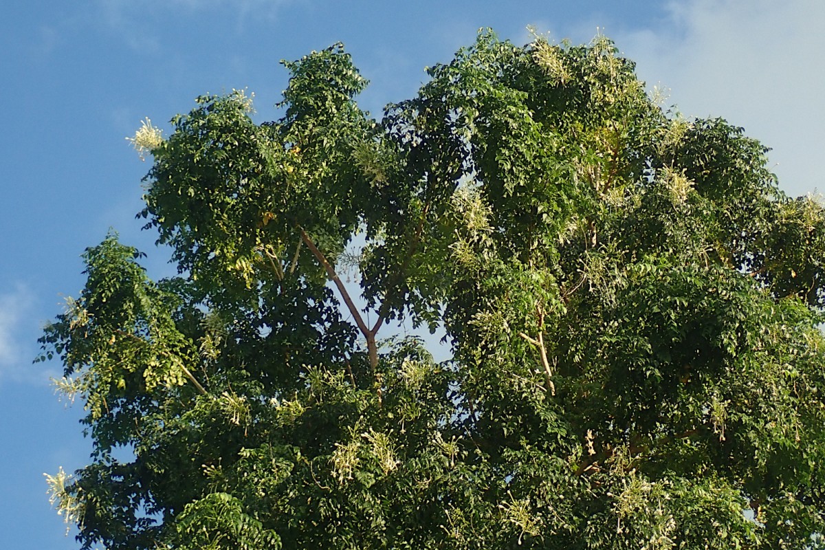 Millingtonia hortensis-b.jpg