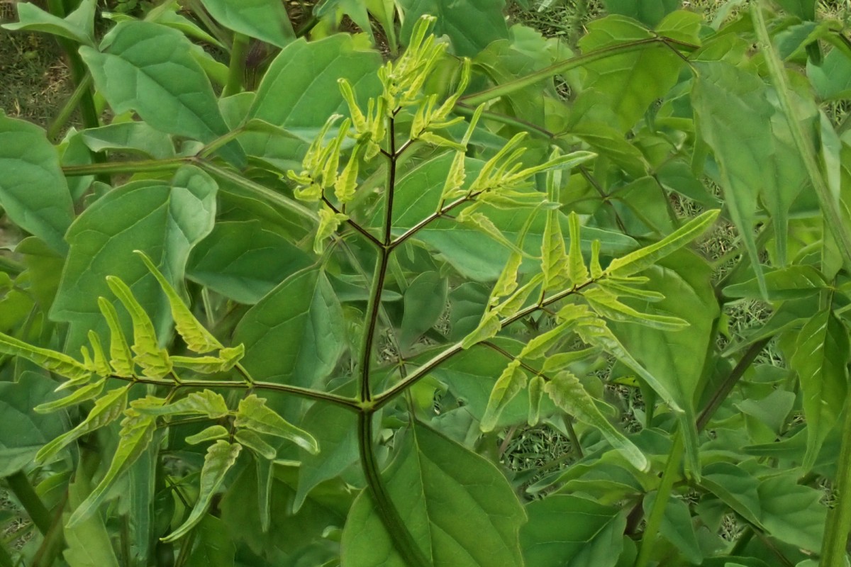 Millingtonia hortensis-i.jpg