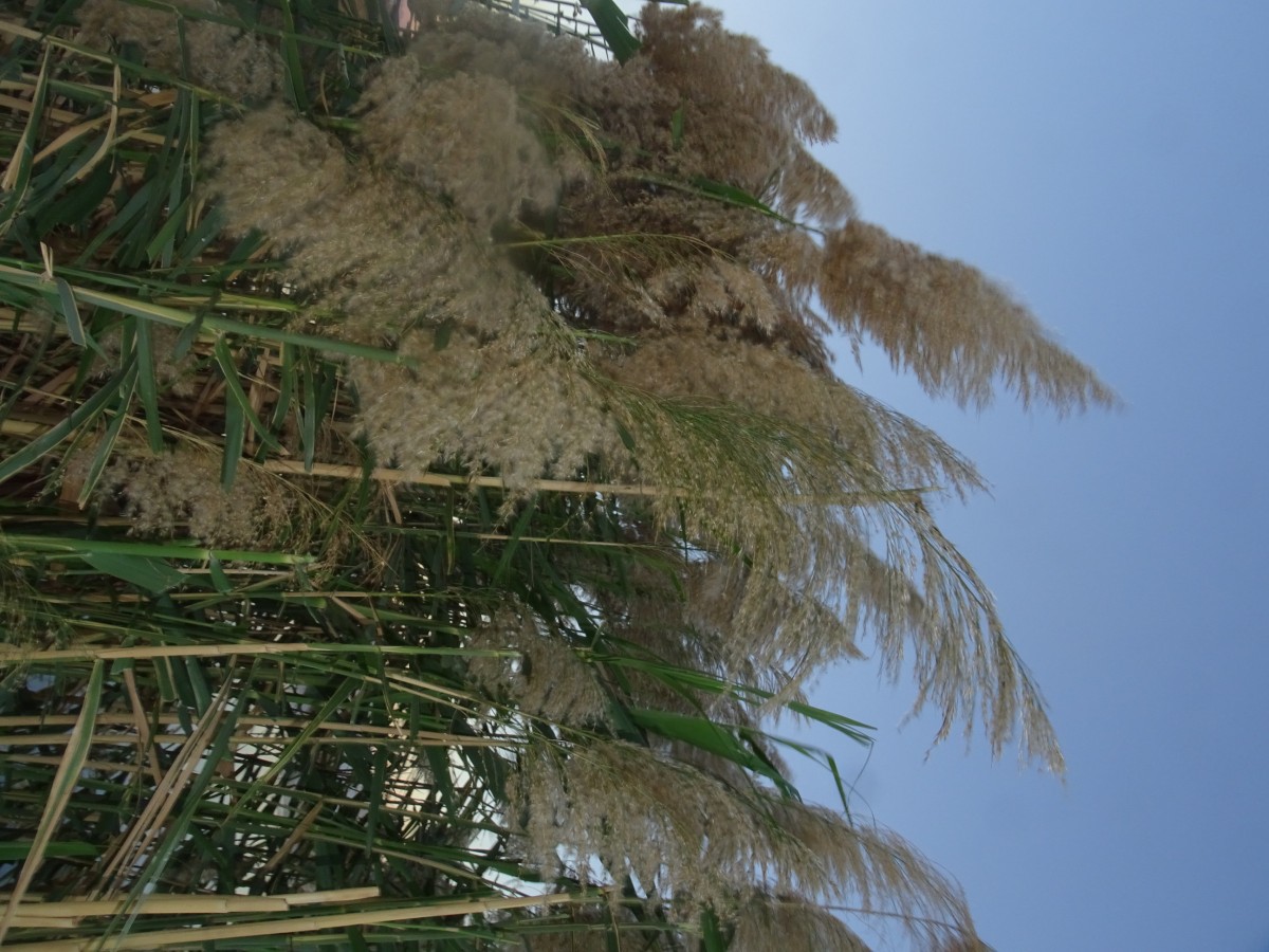 Phragmites (2).JPG