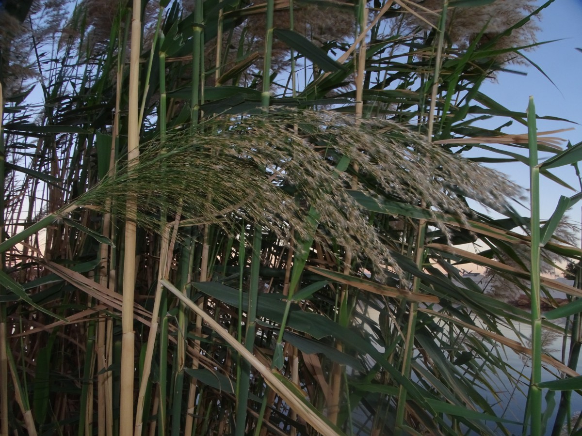 Phragmites (3).JPG