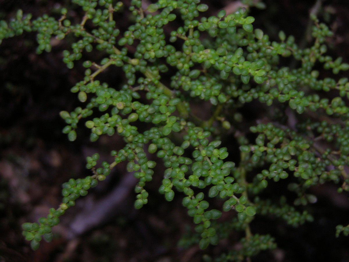 Pilea microphylla-trianthemoides complex.JPG
