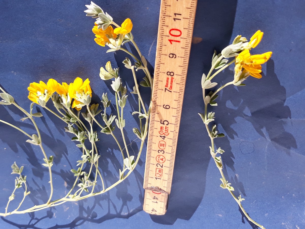 20200130_165222.jpg              x Kopie.jpg