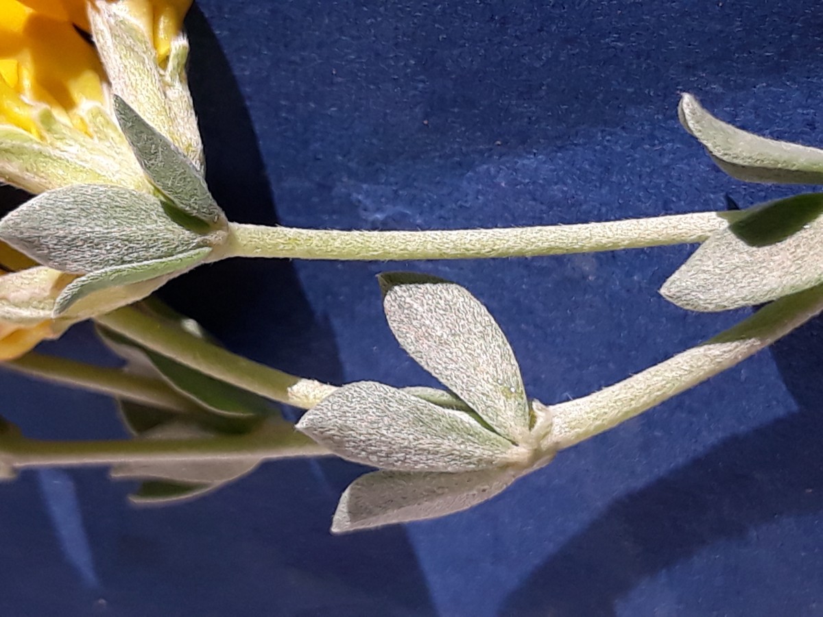 20200130_165406.jpg               x Kopie.jpg