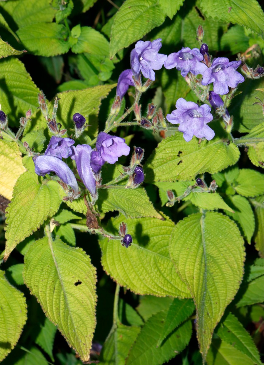 Strobilanthes atropurpurea GartenWe22 A7.jpg