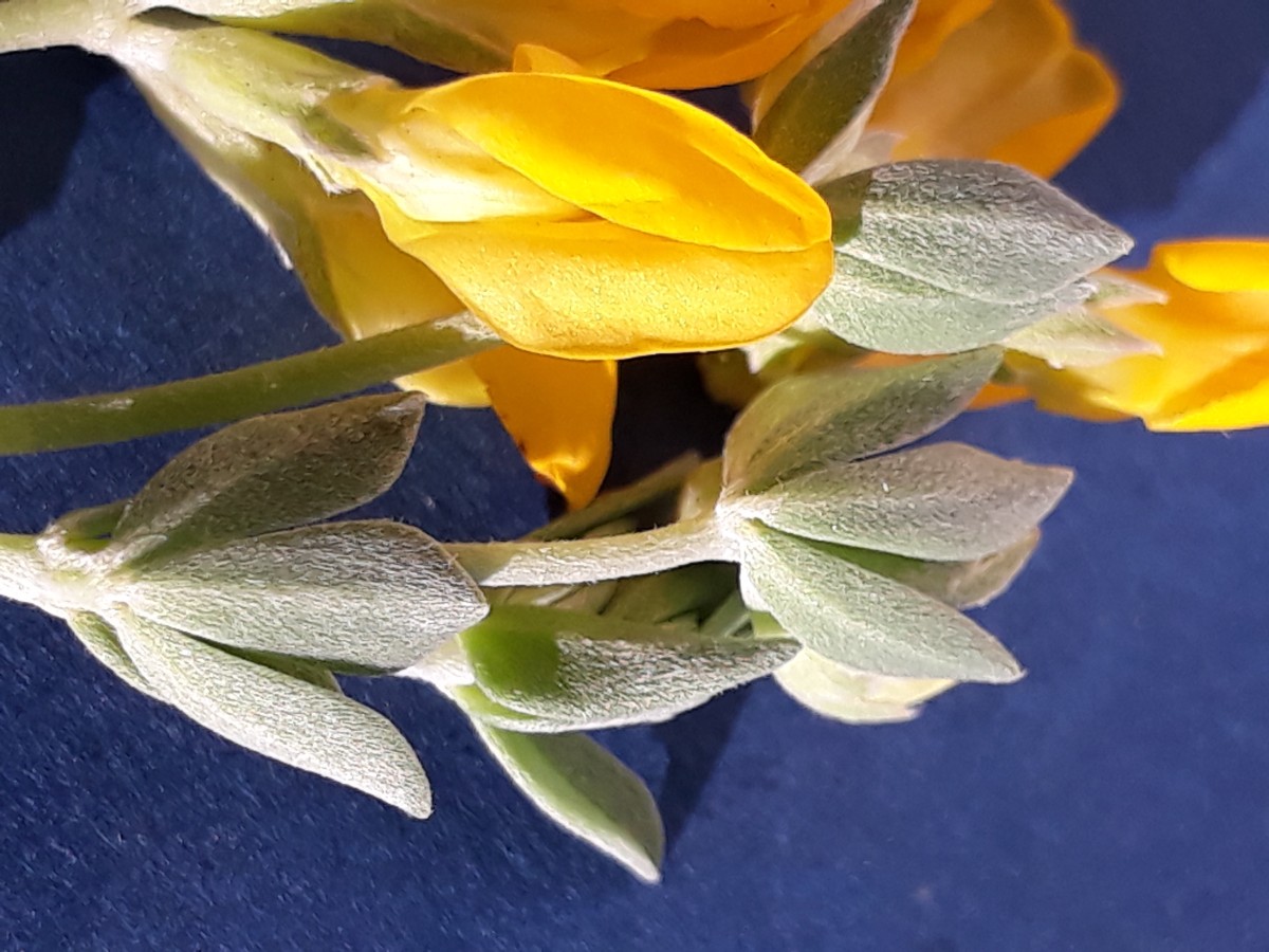 20200130_165429.jpg                x Kopie.jpg