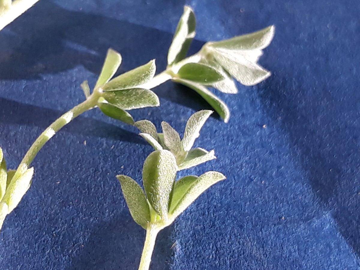 20200130_165921.jpg                 x Kopie.jpg