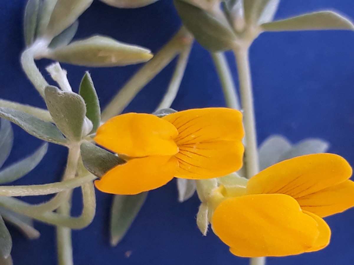 20200131_164208.jpg         x Kopie 2.jpg