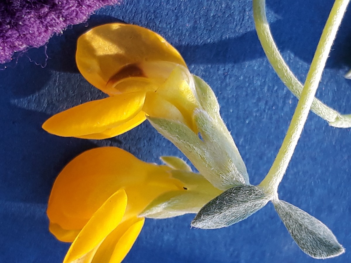 20200131_164806.jpg      x  seitl. kürzer als untere Kopie 2.jpg