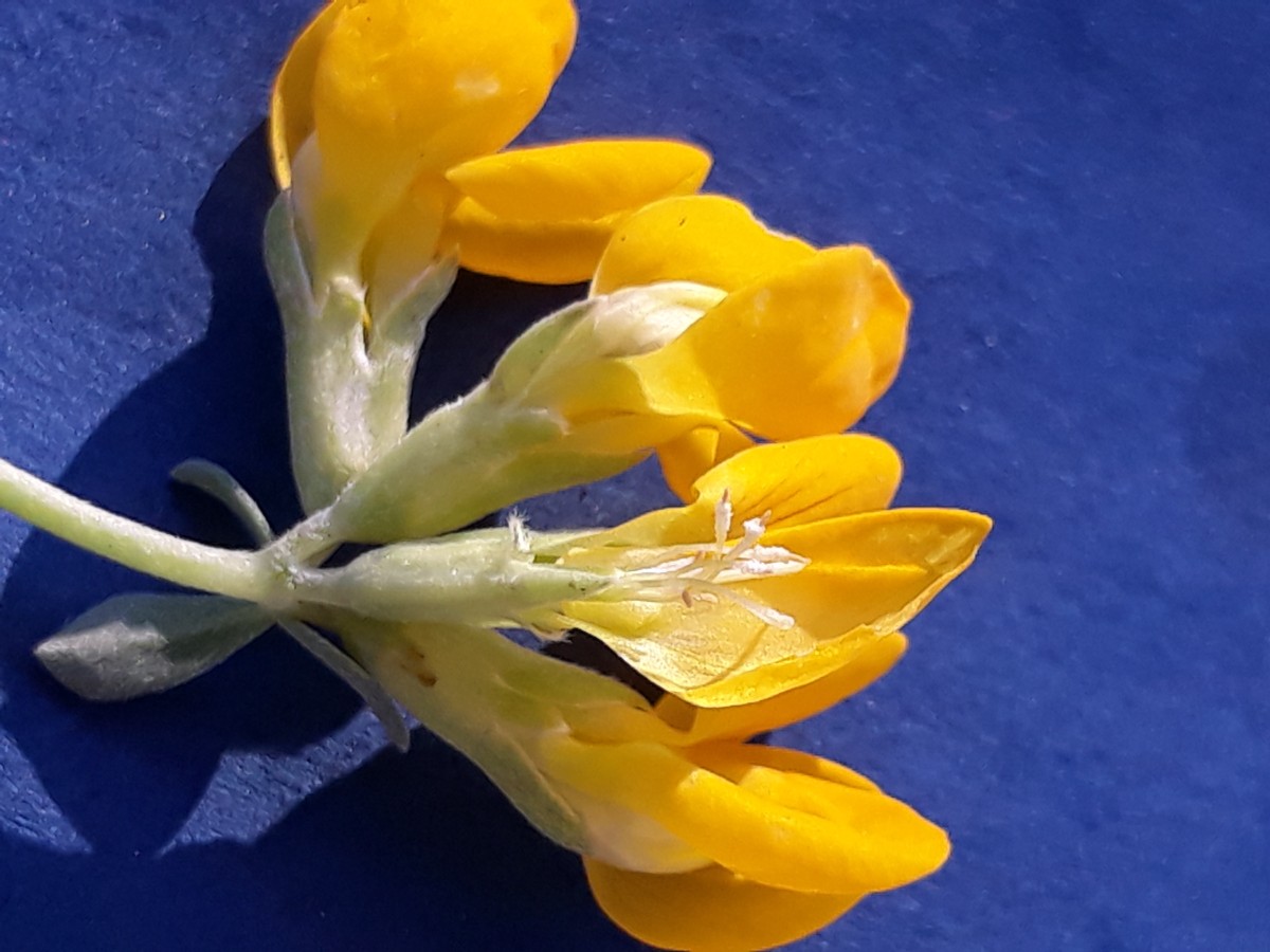 20200131_164949.jpg          x Kopie  2.jpg