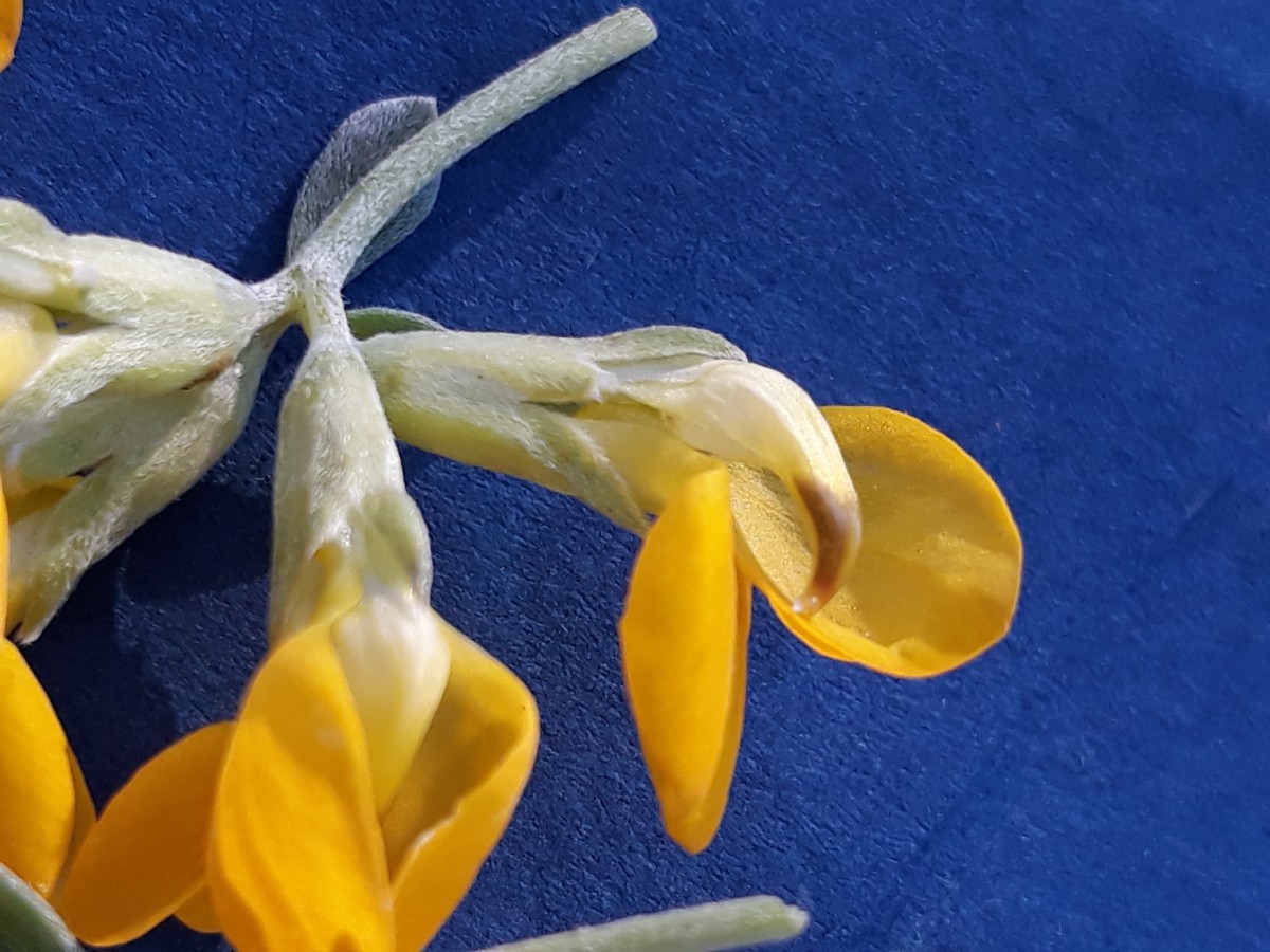 20200131_165106.jpg   Horn        x Kopie 2.jpg