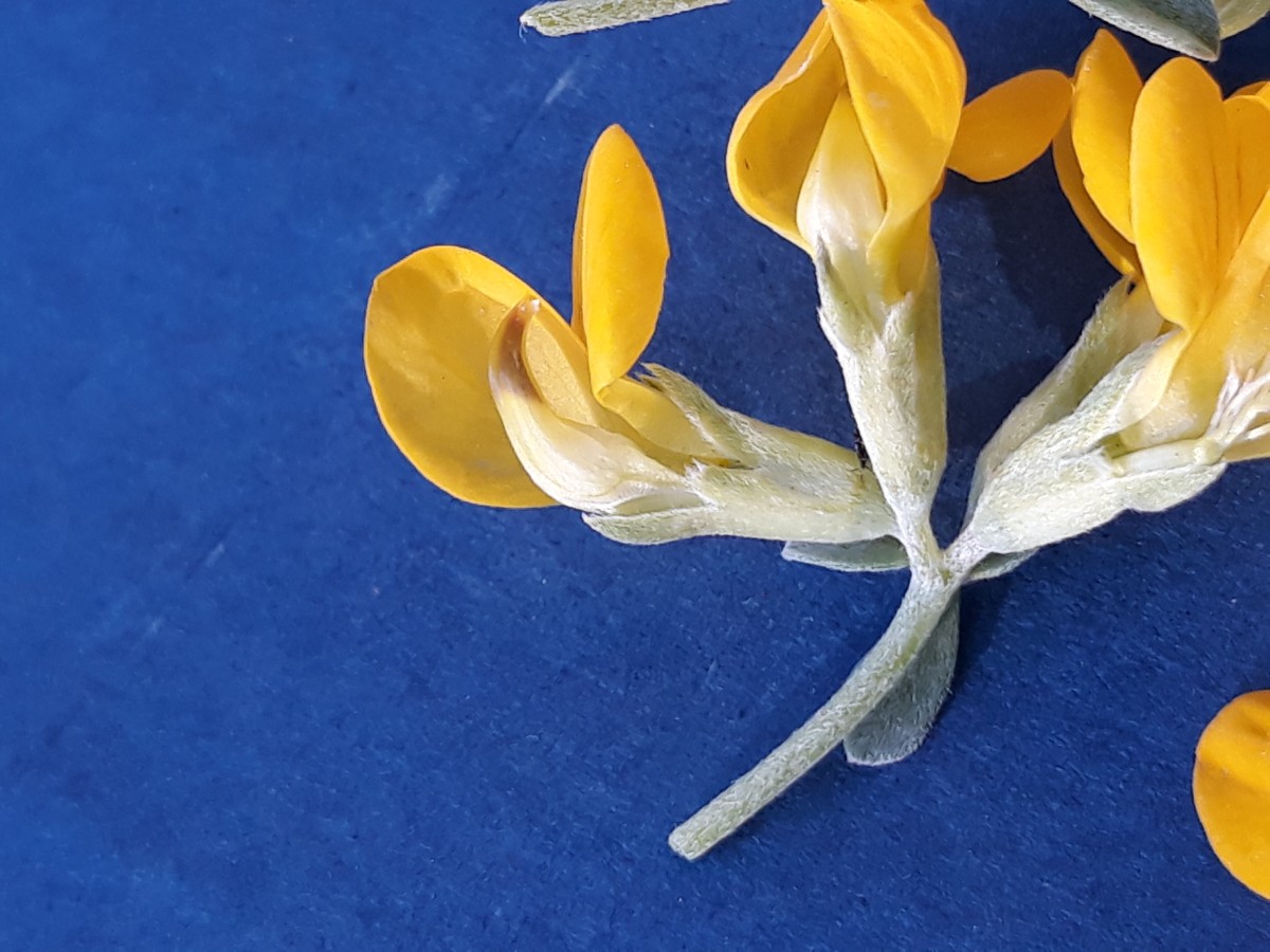 20200131_165135.jpg    x Kopie 2.jpg