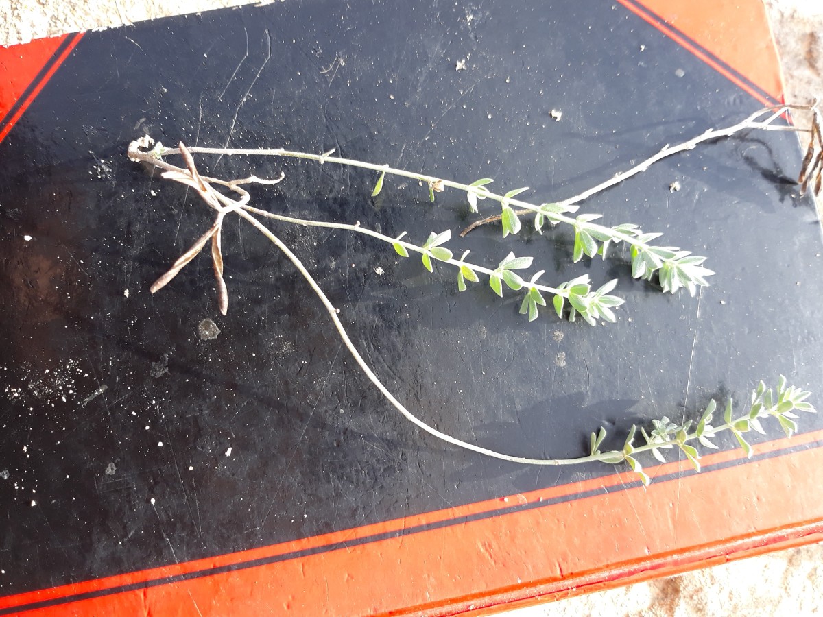 20200212_155941.jpg          x    Pflanze 3 Kopie.jpg