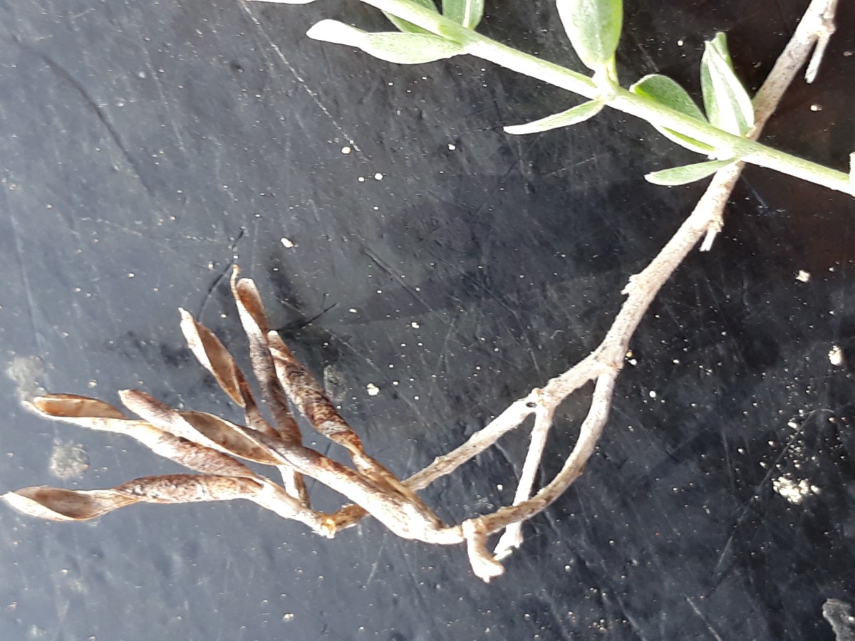 20200212_160058.jpg     Lotus     x Kopie.jpg