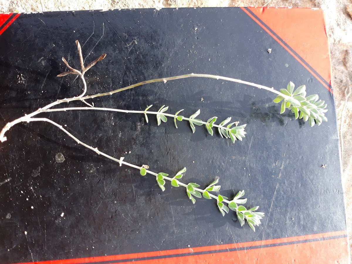 20200212_160154.jpg     dito          x Kopie.jpg