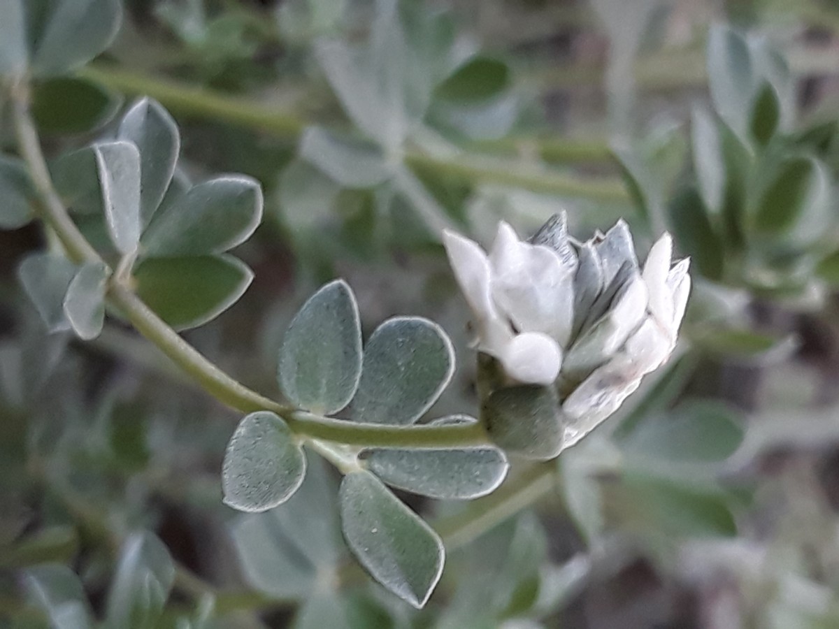 20200210_173814.jpg   Lotus weiß    Pflanze weiß    Pflanze 4   x.jpg